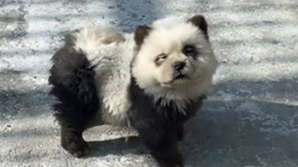 The small “pandas” are actually dyed chow chow dogs