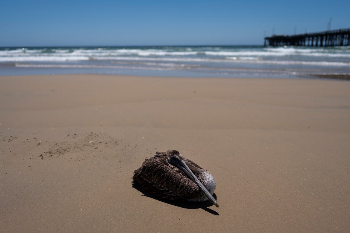 Scores of starving and sick pelicans are found along the California coast