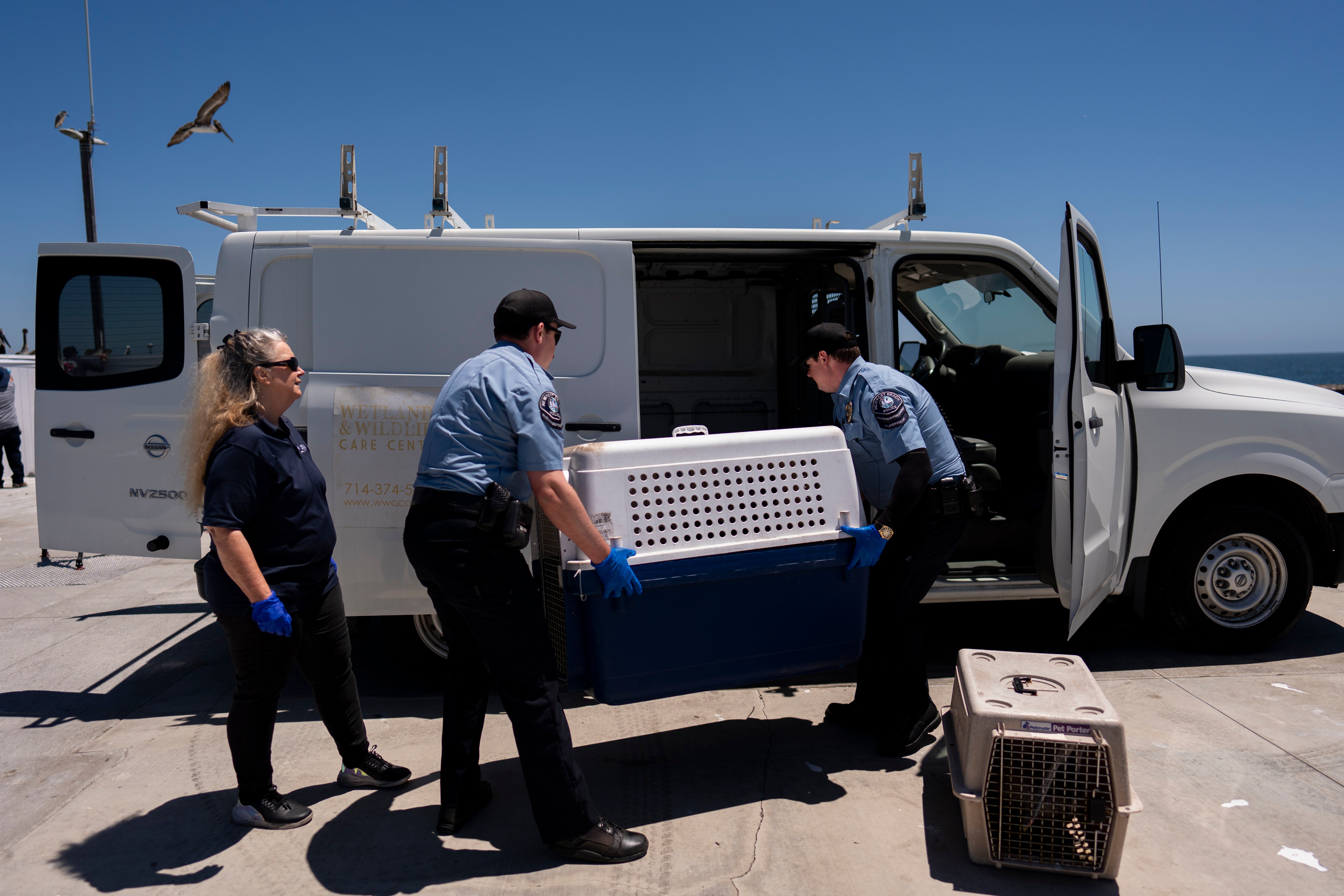Debbie McGuire, left, of the Wetlands and Wildlife Care Center, watches as Newport Beach police officers load cages carrying sick pelicans into a van for treatment