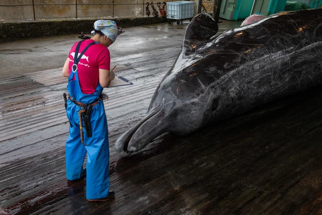 <p>File: A Japanese fisher stands next to a whale before it is slaughtered in Wada Port on 21 July 2020  </p>