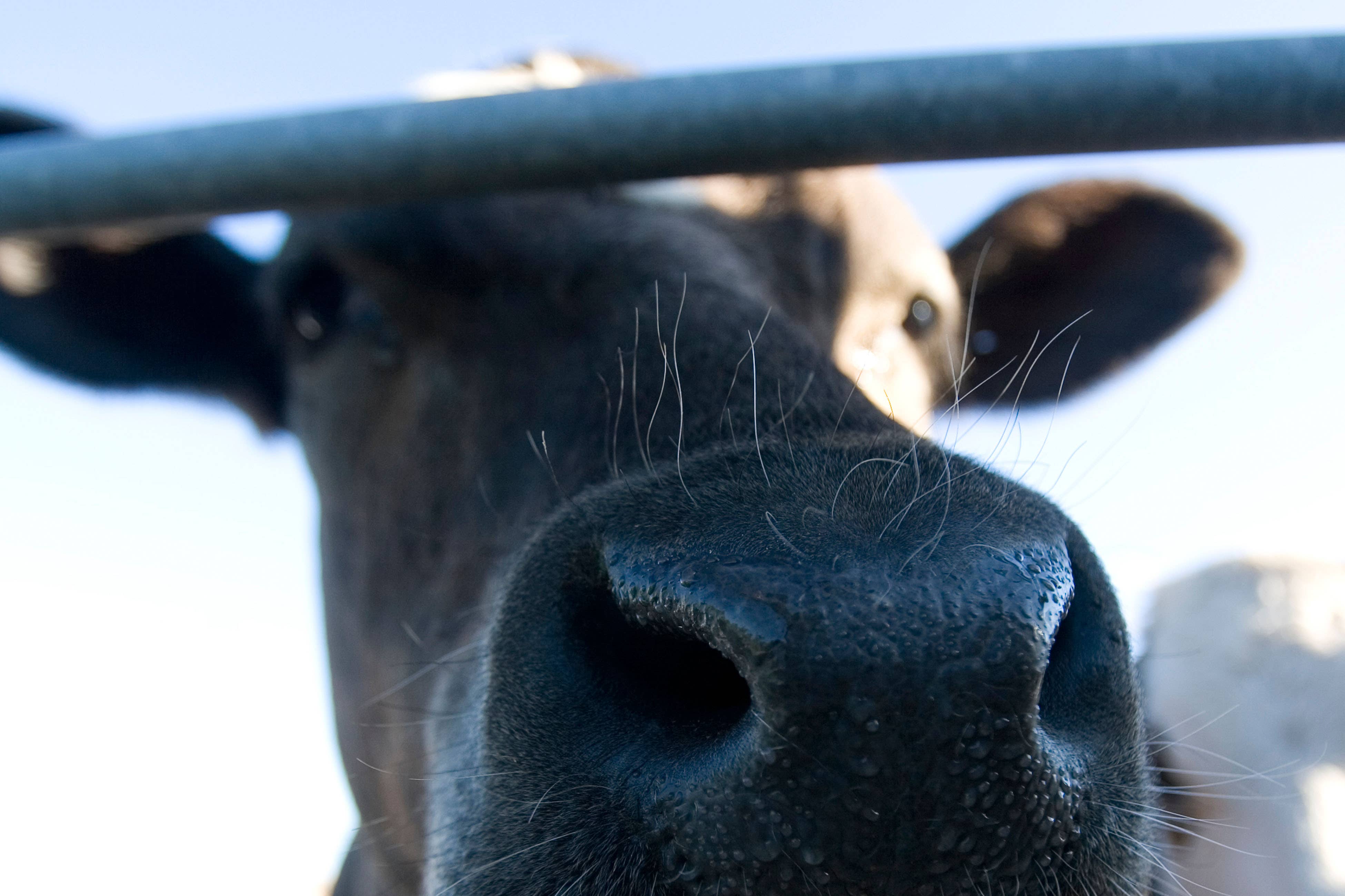 A cow has been diagnosed with BSE on an Ayrshire farm (Alamy/PA)