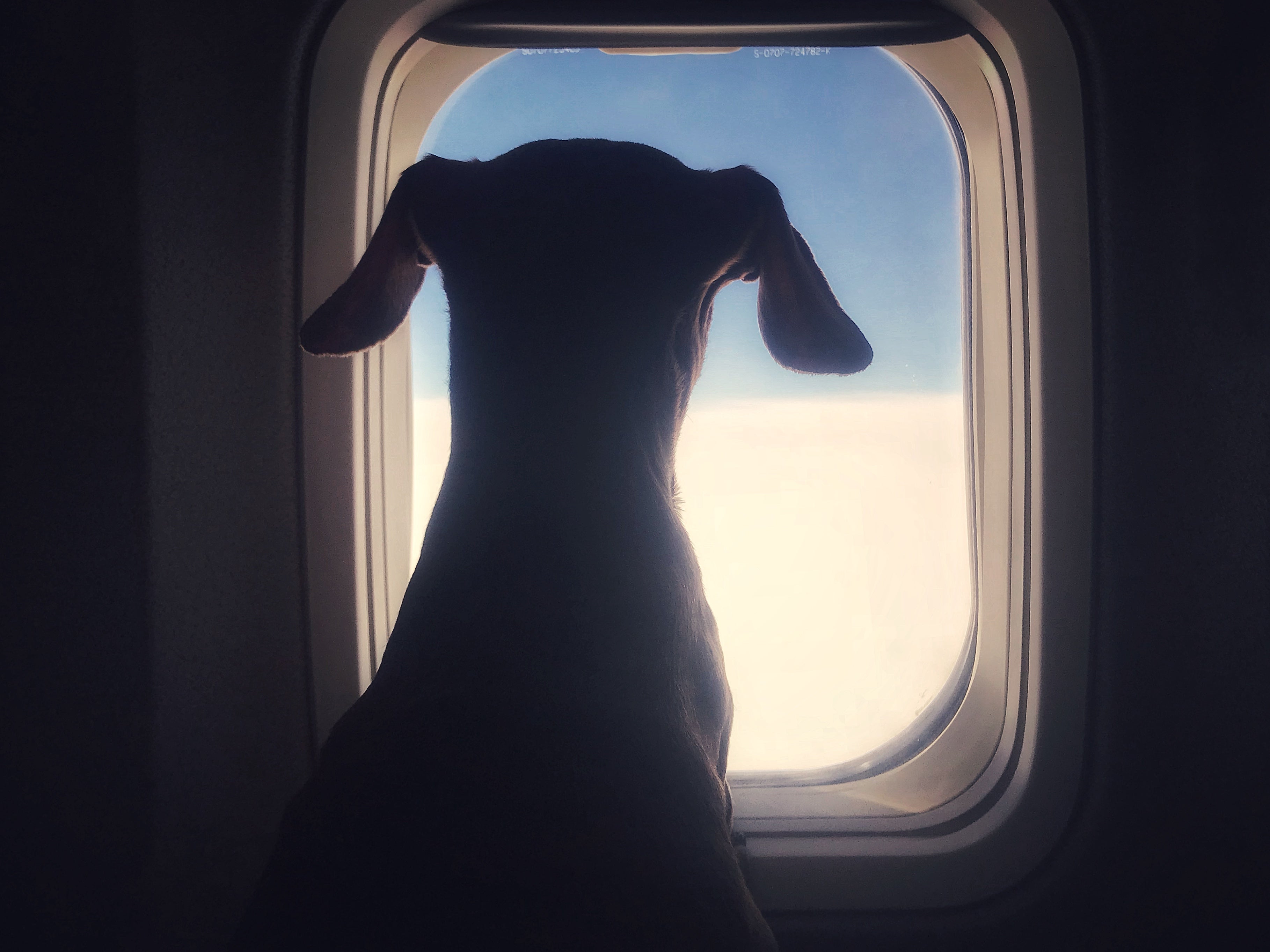 Dogs fly first on the canine airline