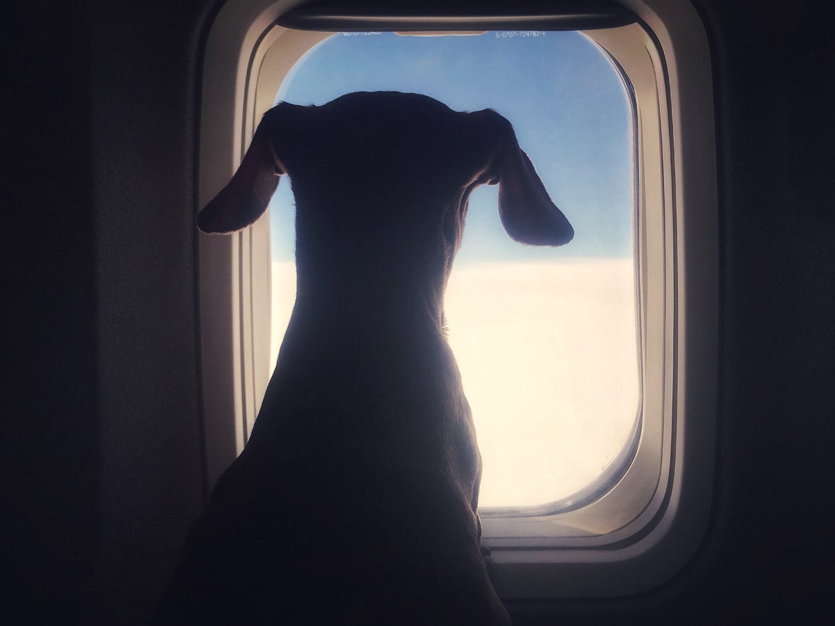 How to book your dog a seat on a flight to NYC