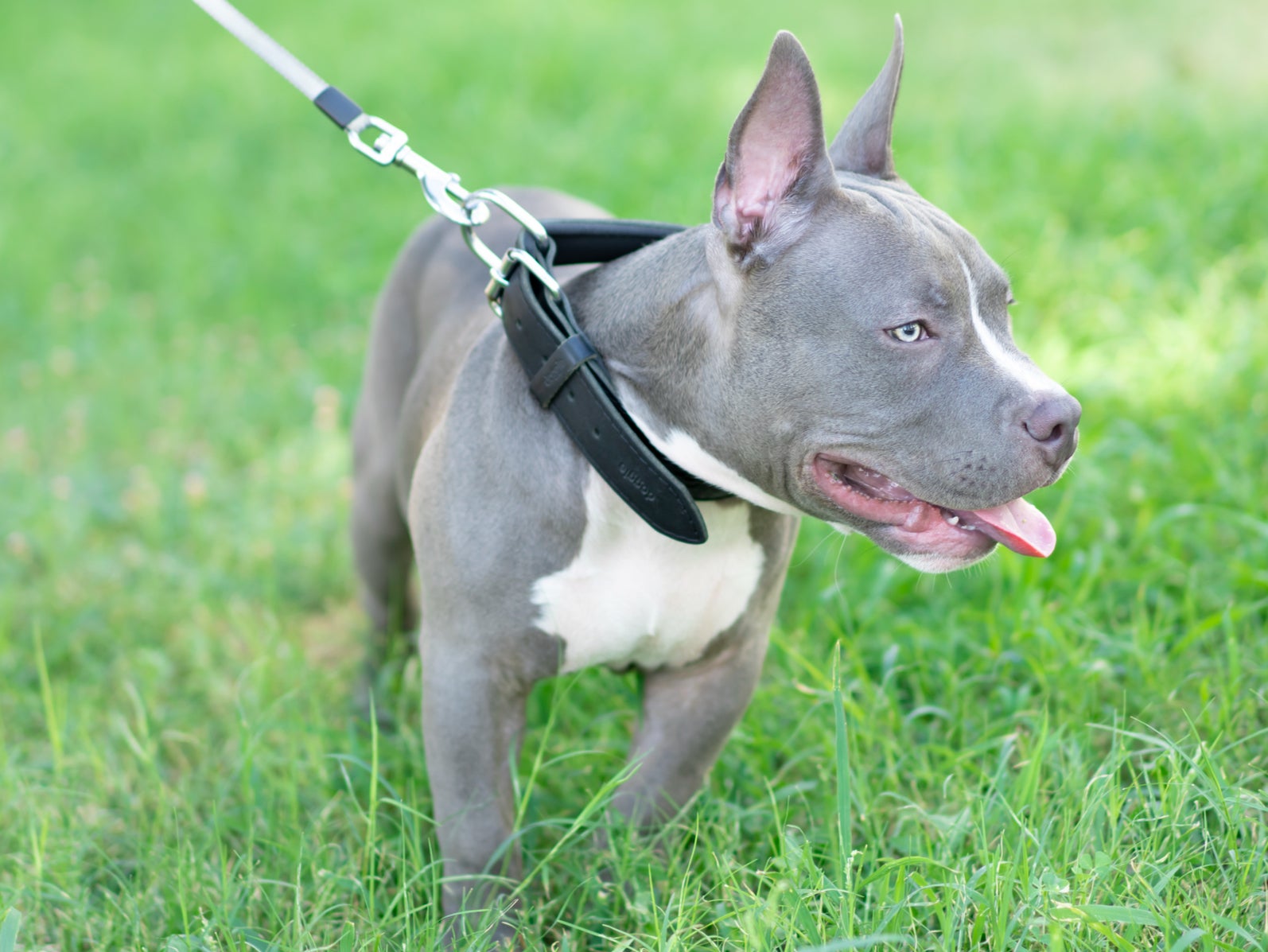 Stock image of an American pocket bully dog