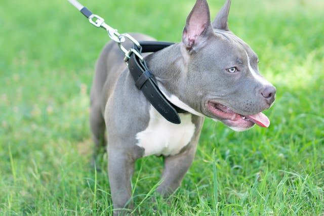 <p>Stock image of an American pocket bully dog </p>