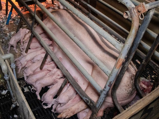 <p>Sow stalls prevent mother pigs from standing, turning or moving</p>