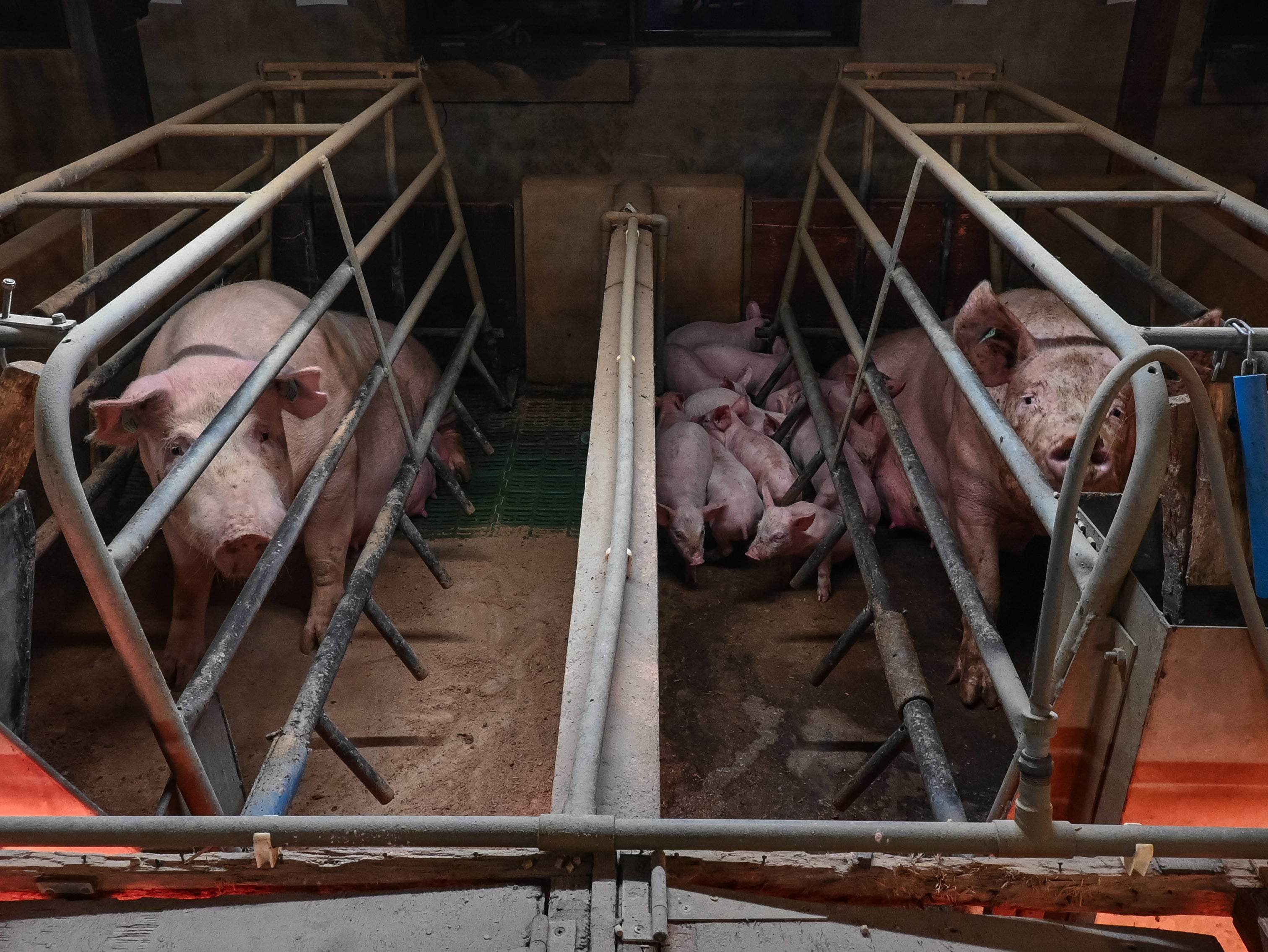 Farrowing crates are being banned in other countries