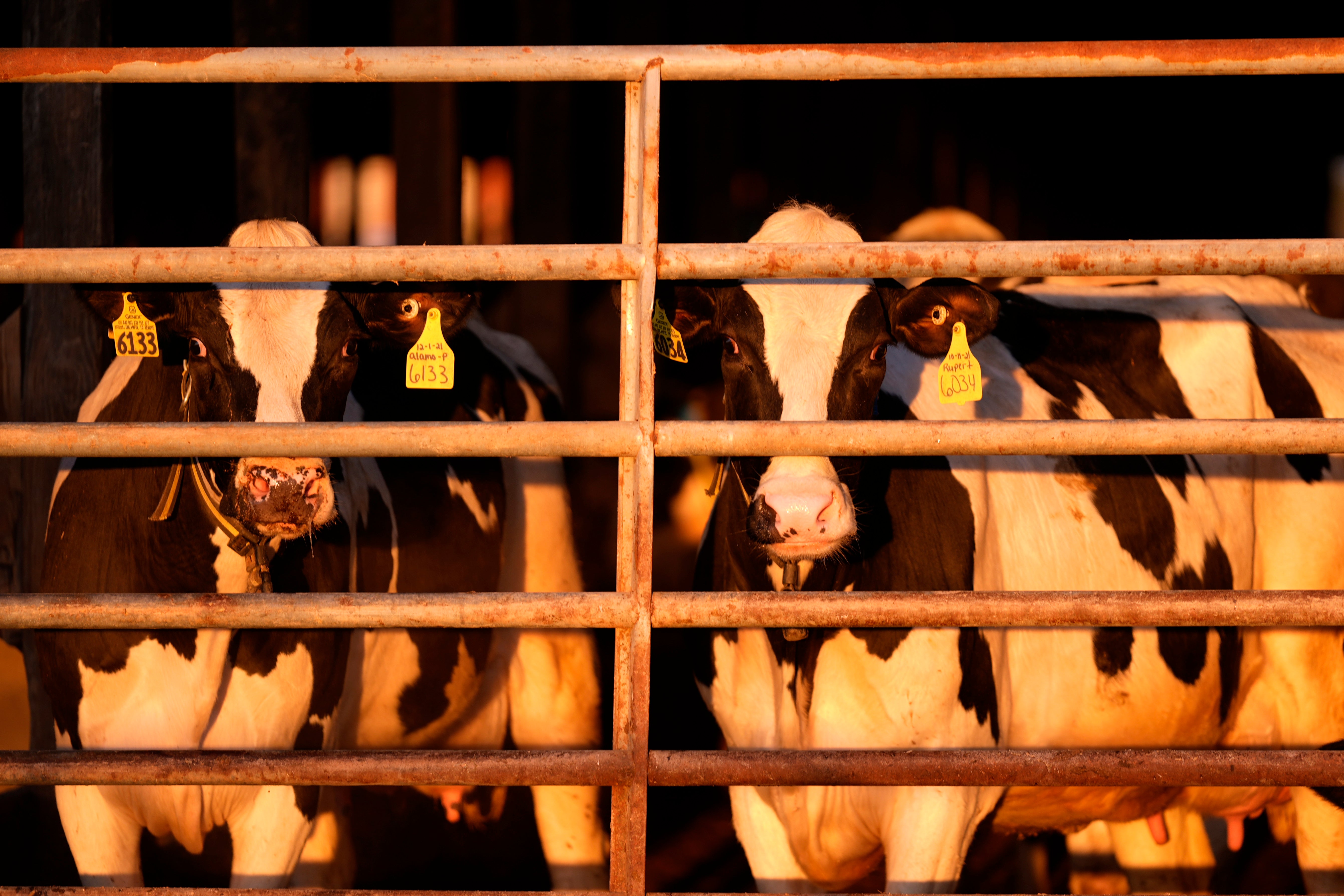 Dairy cows stand together at a farm, Monday, April 1, 2024, in Clinton, Maine.
