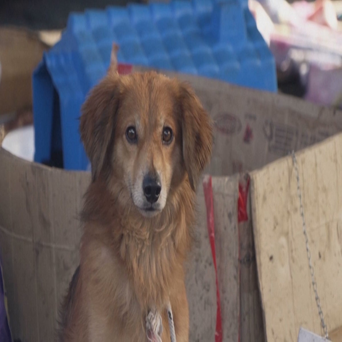 Makeshift shelter saves hundreds of dogs as floods devastate Brazil | News  | Independent TV