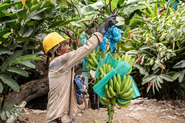 A worker hanging bananas on a wire at a farm near Orihueca, Magdalena, Colombia (Chris Terry/PA)