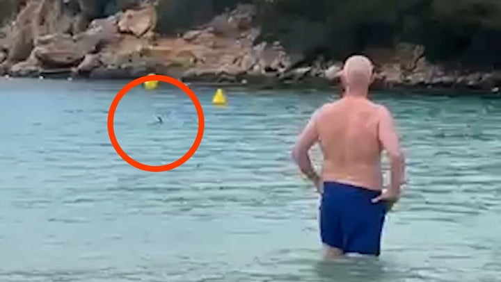 <p>Moment shark circles Britons swimming in Menorca sea as holidaymakers ordered out of water.</p>