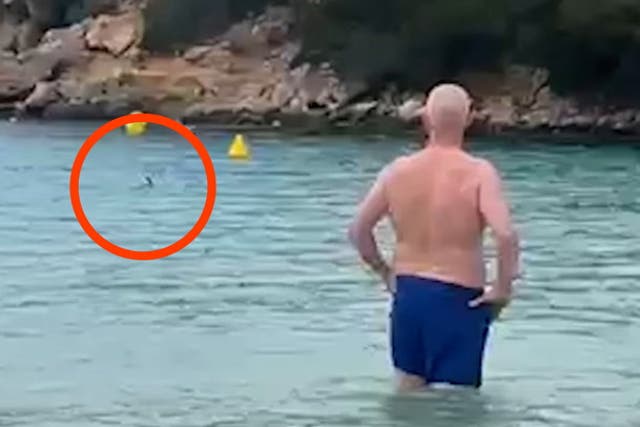 <p>Moment shark circles Britons swimming in Menorca sea as holidaymakers ordered out of water.</p>