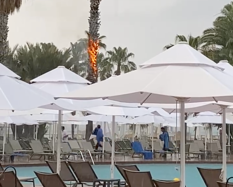 Poolside blaze: tree catches fire after being struck by lightning