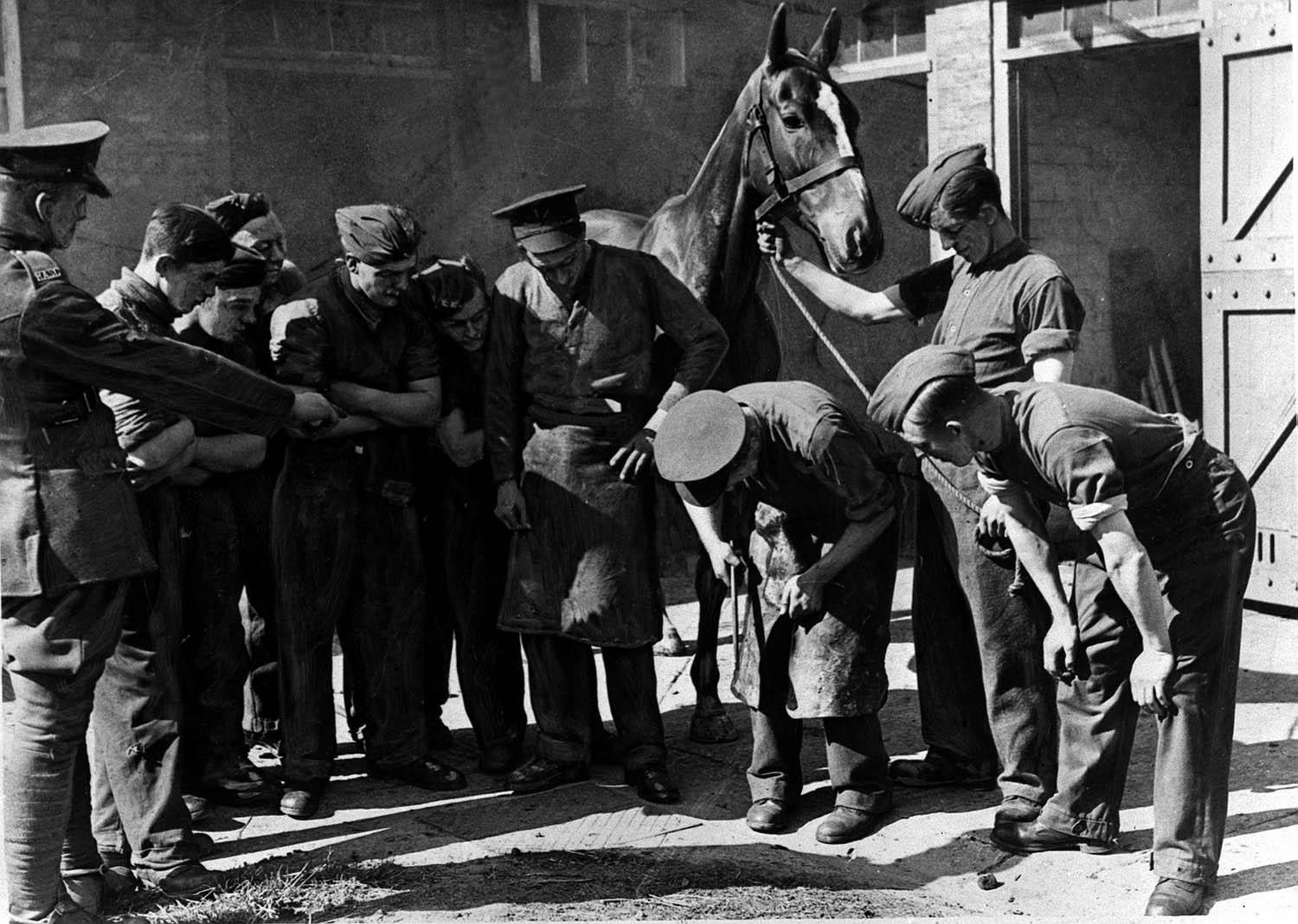 Members of recruits of the Horse Transport Unit attached to the Royal Army Service Corps learning how to shoe a horse