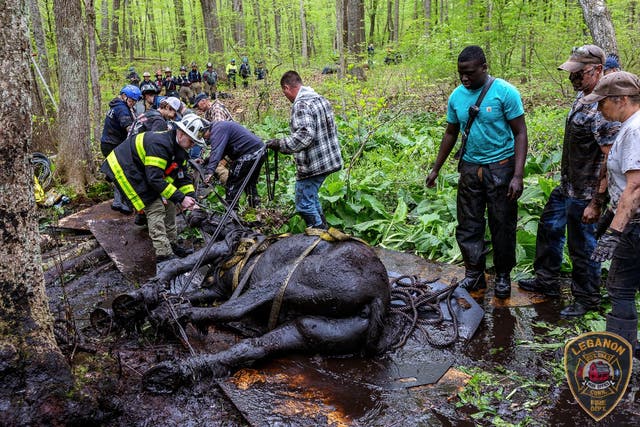 <p>One of the horses rolled onto the sled, while mud-covered rescuers help to hoist the horse out of danger </p>