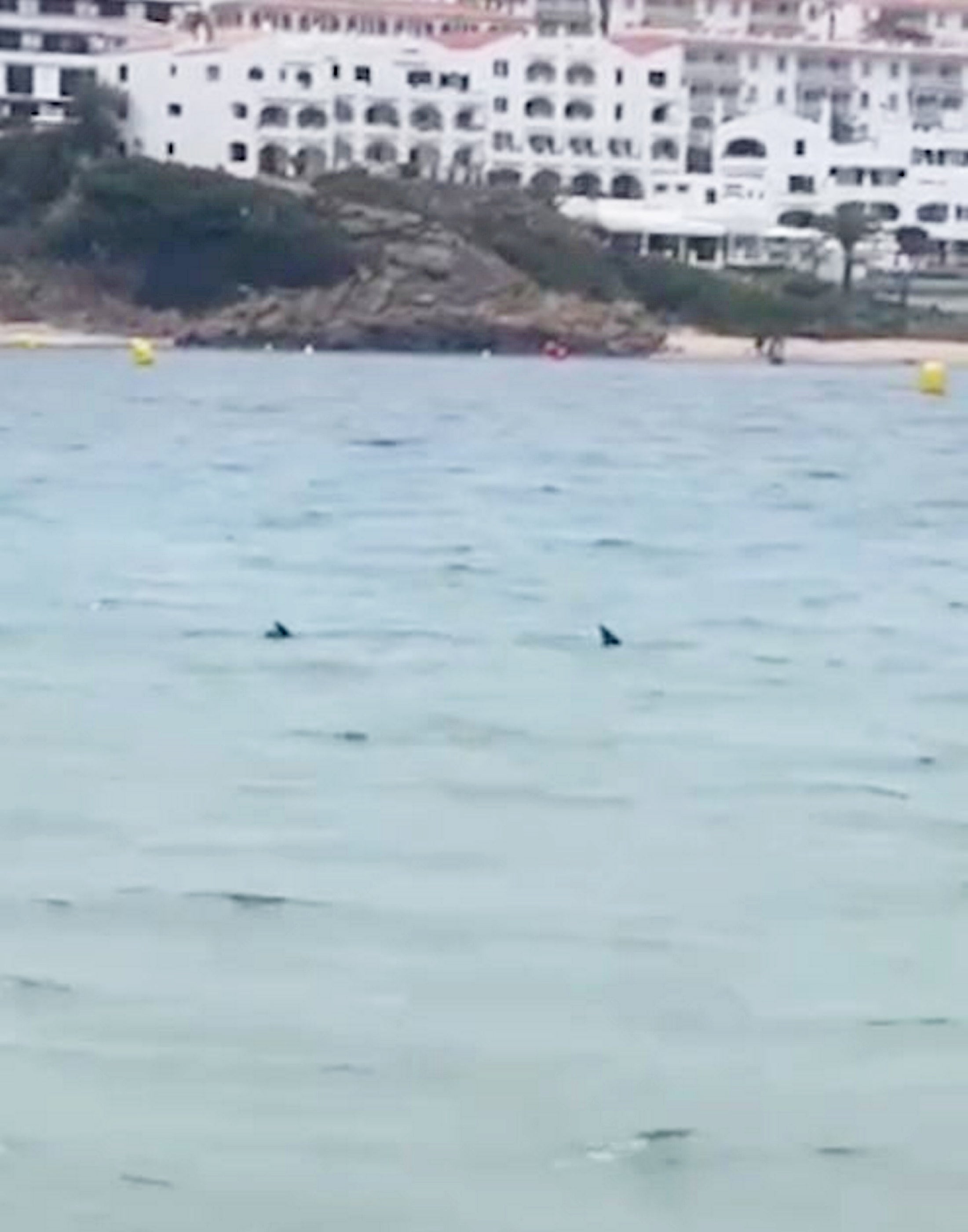 Children were evacuated from the sea, but others were allowed to come close enough to video the shark
