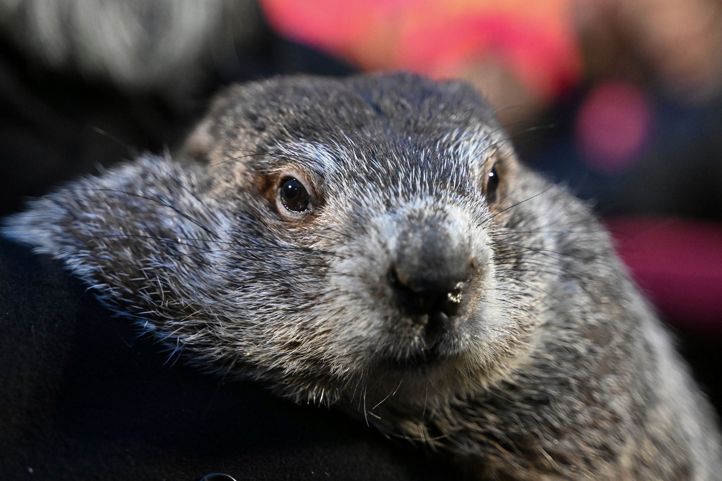 Punxsutawney Phil's babies are named Shadow and Sunny. Just don't call