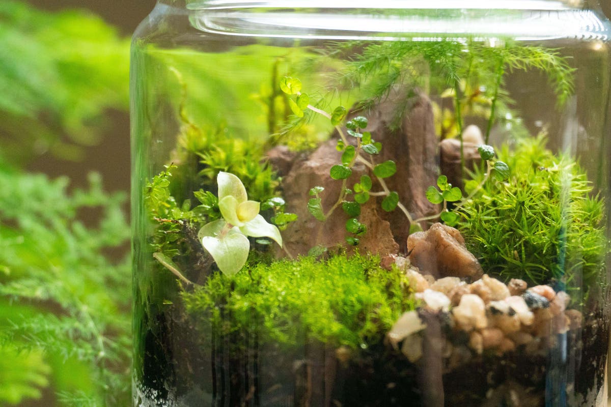 5 easy terrarium plants for beginners | The Independent