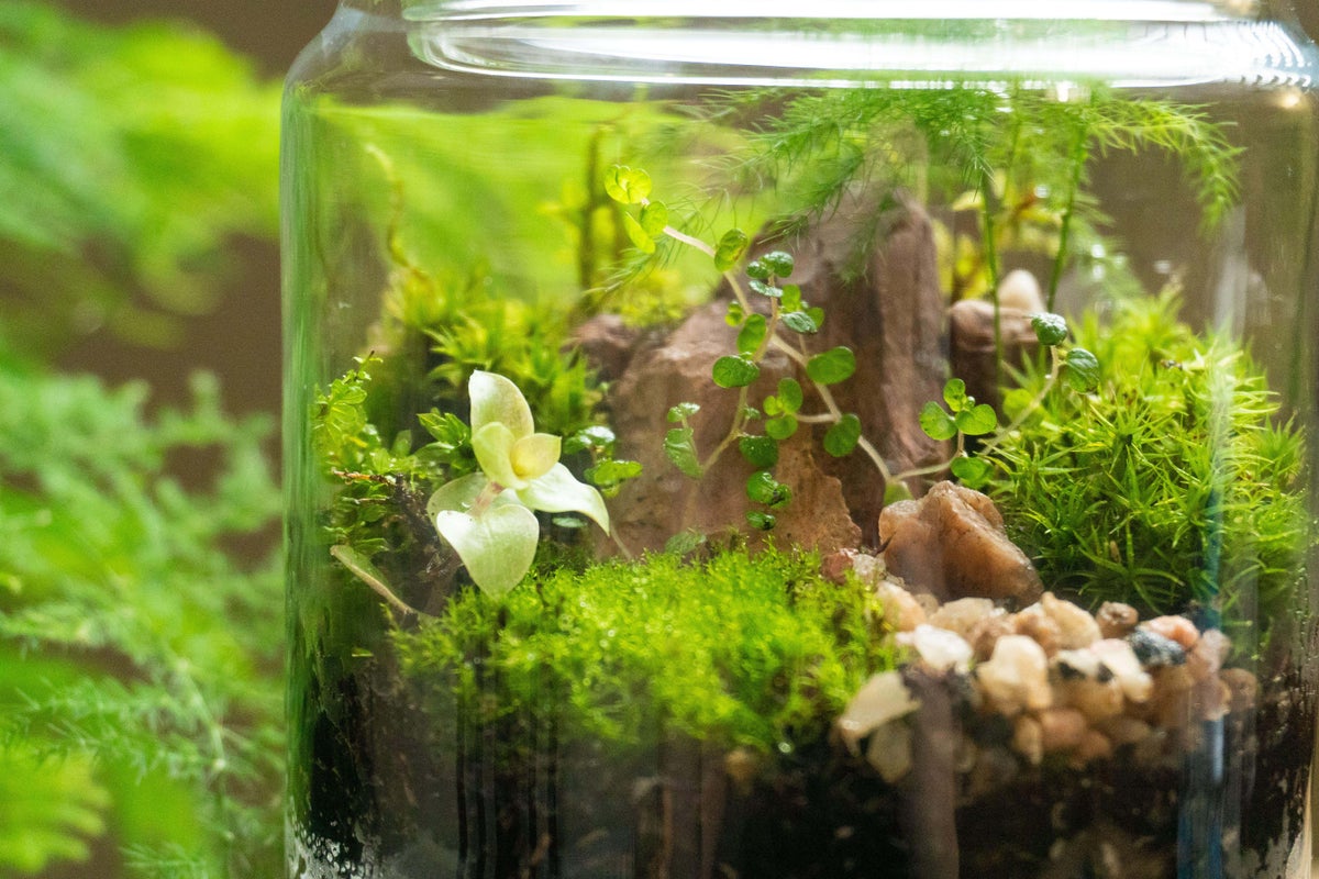 5 easy terrarium plants for beginners