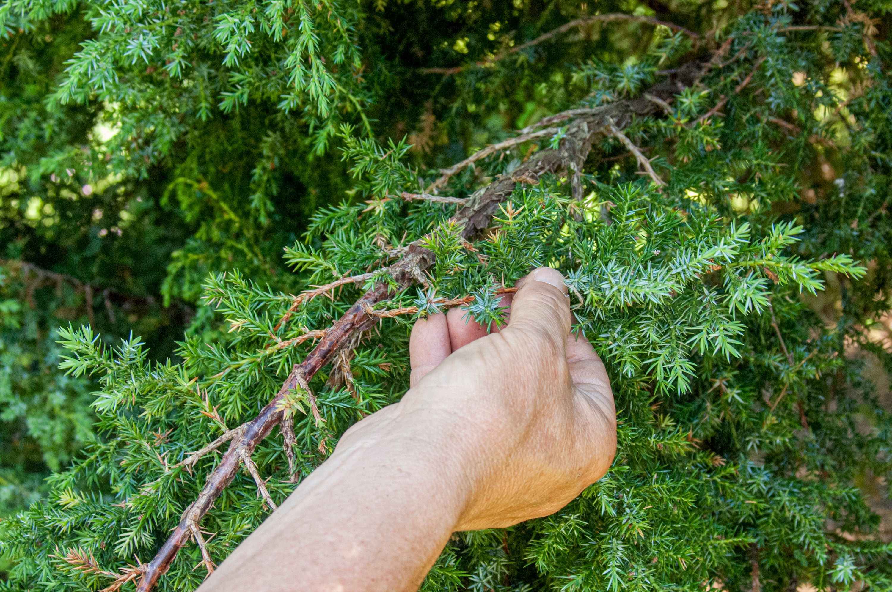 Taking semi-ripe ‘heel’ cuttings of a conifer