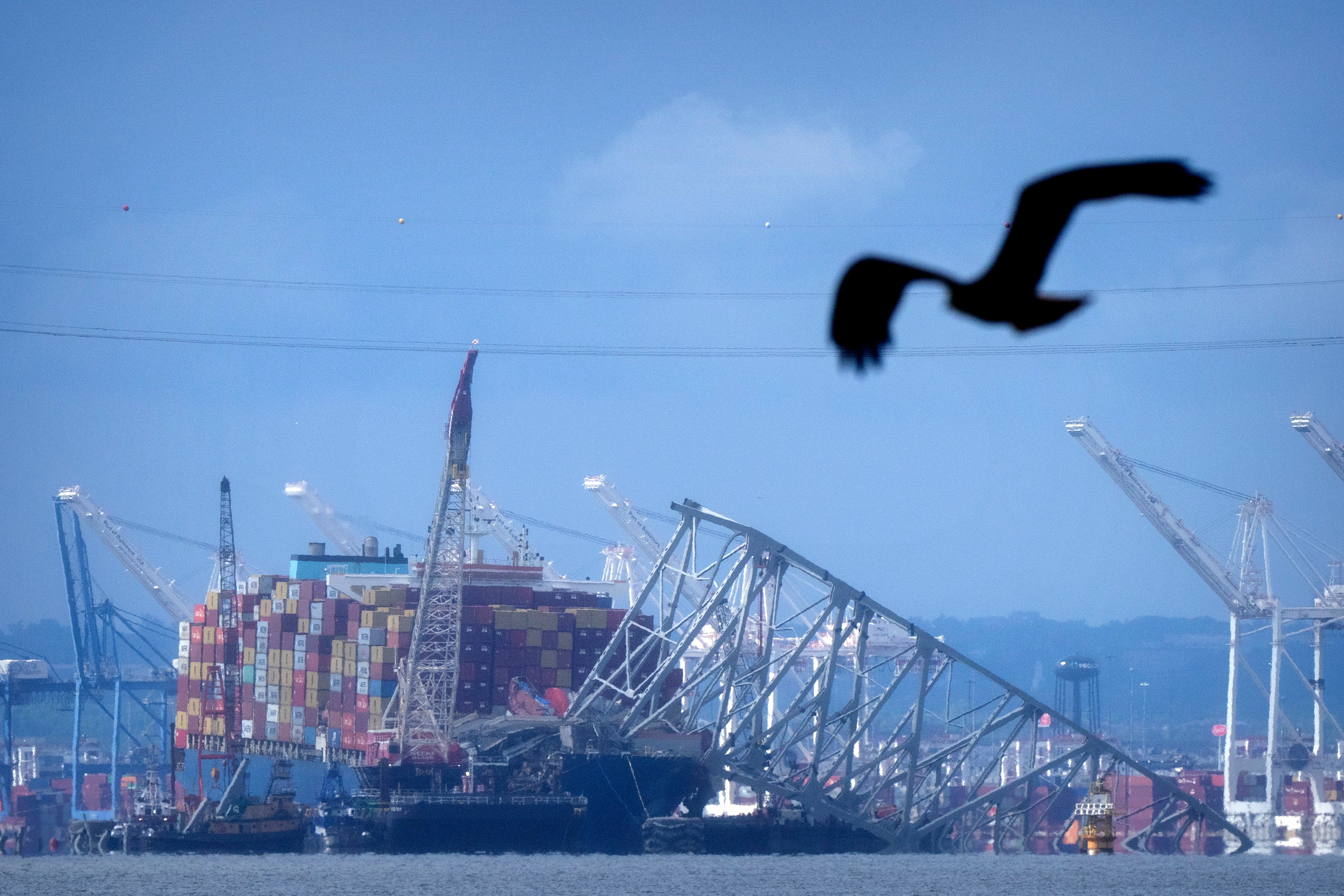 A bird flies past the collapsed Francis Scott Key Bridge resting on the container ship Dali on Sunday, May 12, 2024