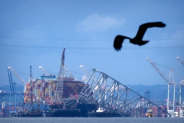 <p>A bird flies past the collapsed Francis Scott Key Bridge resting on the container ship Dali on Sunday, May 12, 2024</p>
