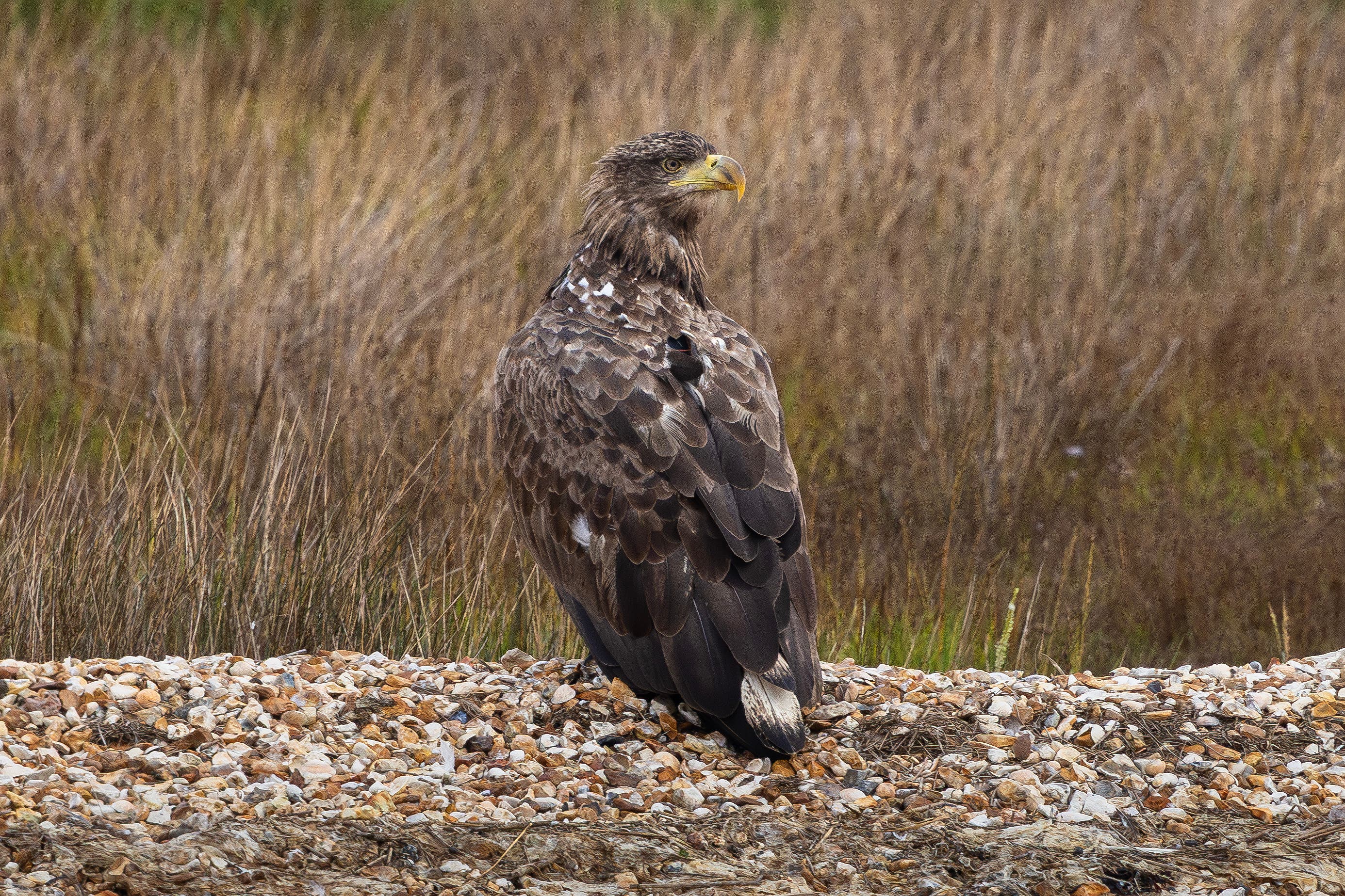 A white-tailed eagle which is part of the reintroduction in southern England (Forestry England/PA)