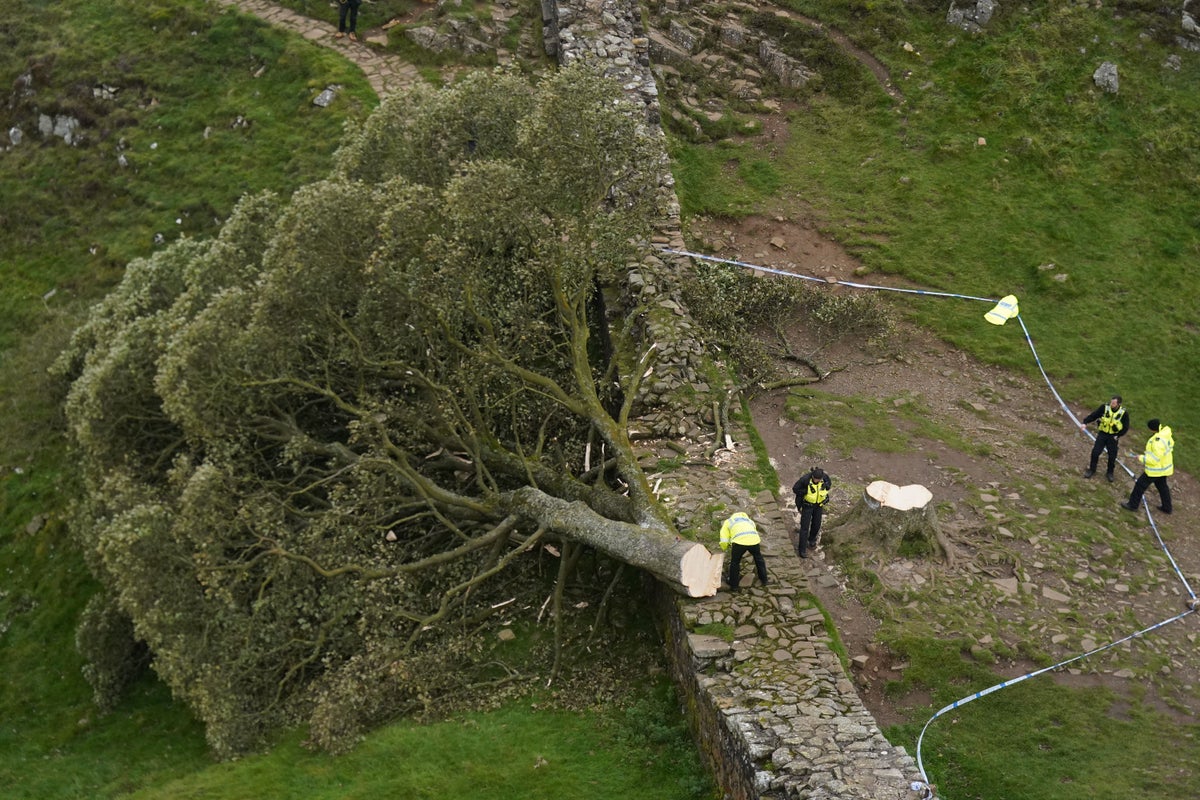 Sycamore Gap tree – latest: Second man denies causing £620,000 worth of damage to beauty spot