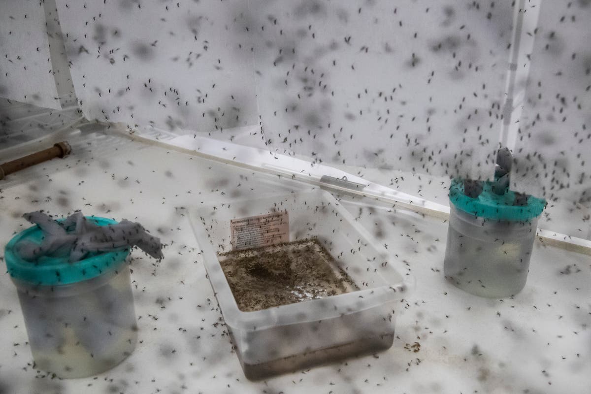 UN agency authorizes second vaccine against dengue amid outbreaks in the Americas