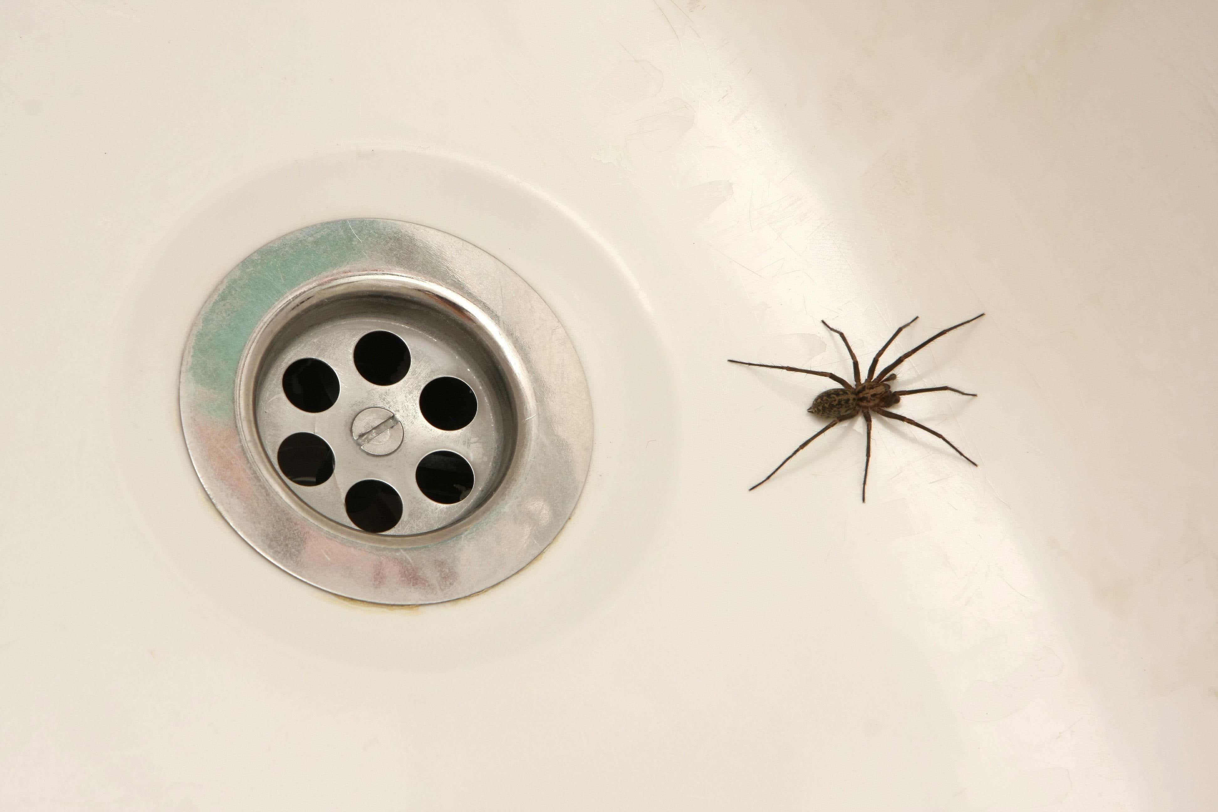 pa ready, spiders, flies, rentokil, seal, 8 ways to get spiders out your home this summer