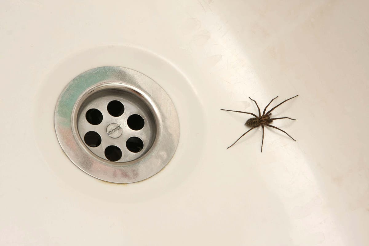Expert tips for keeping bugs out of your home this autumn 