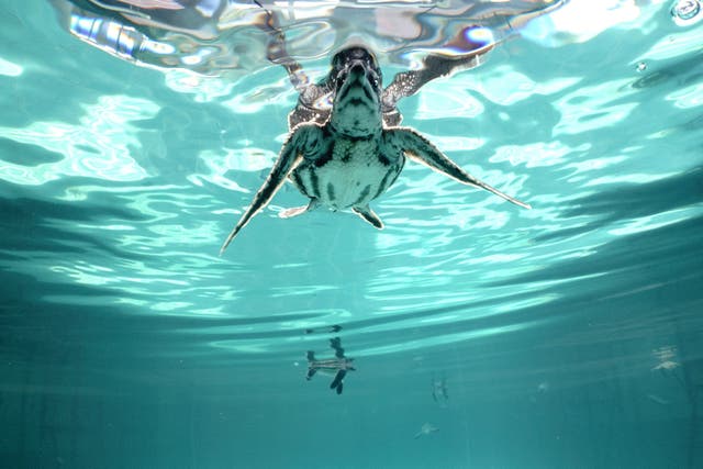 <p>Baby leatherback turtles swim inside a pond at Phuket Marine Biological Center in Thailand </p>