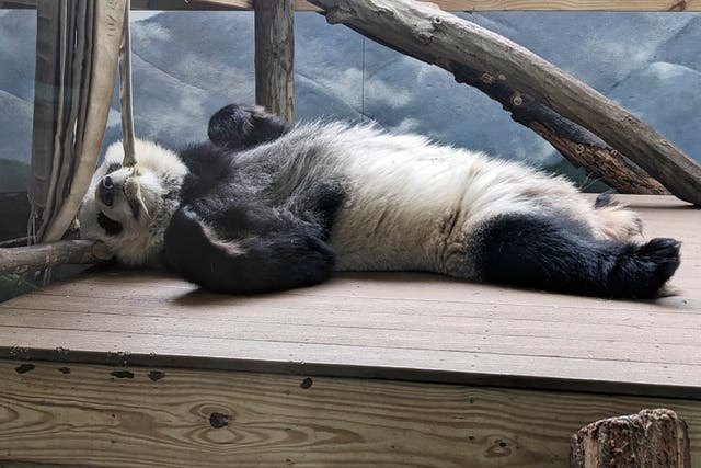 <p>One of four panda bears at Zoo Atlanta rests in their habitat on Dec. 30, 2023, in Atlanta. The zoo’s giant panda bear agreement with China expires in late 2024, and plans are underway for Lun Lun, Yang Yang, Ya Lun and Xi Lun to travel to China later in the year</p>