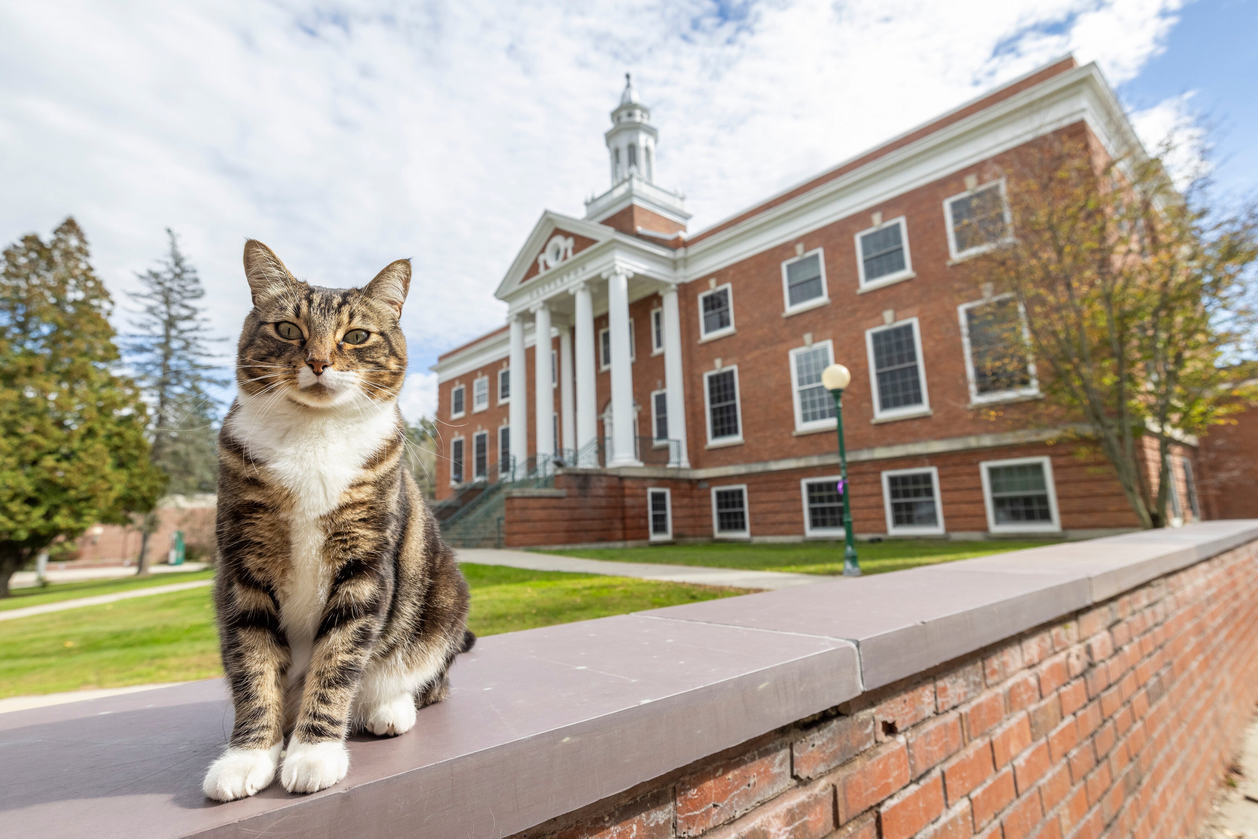 Max the Cat stands in front of Woodruff Hall at Vermont State University Castleton on on 12 October, 2023 in Castleton, Vermont. He received an honorary degree from the university for being a beloved member of the college community