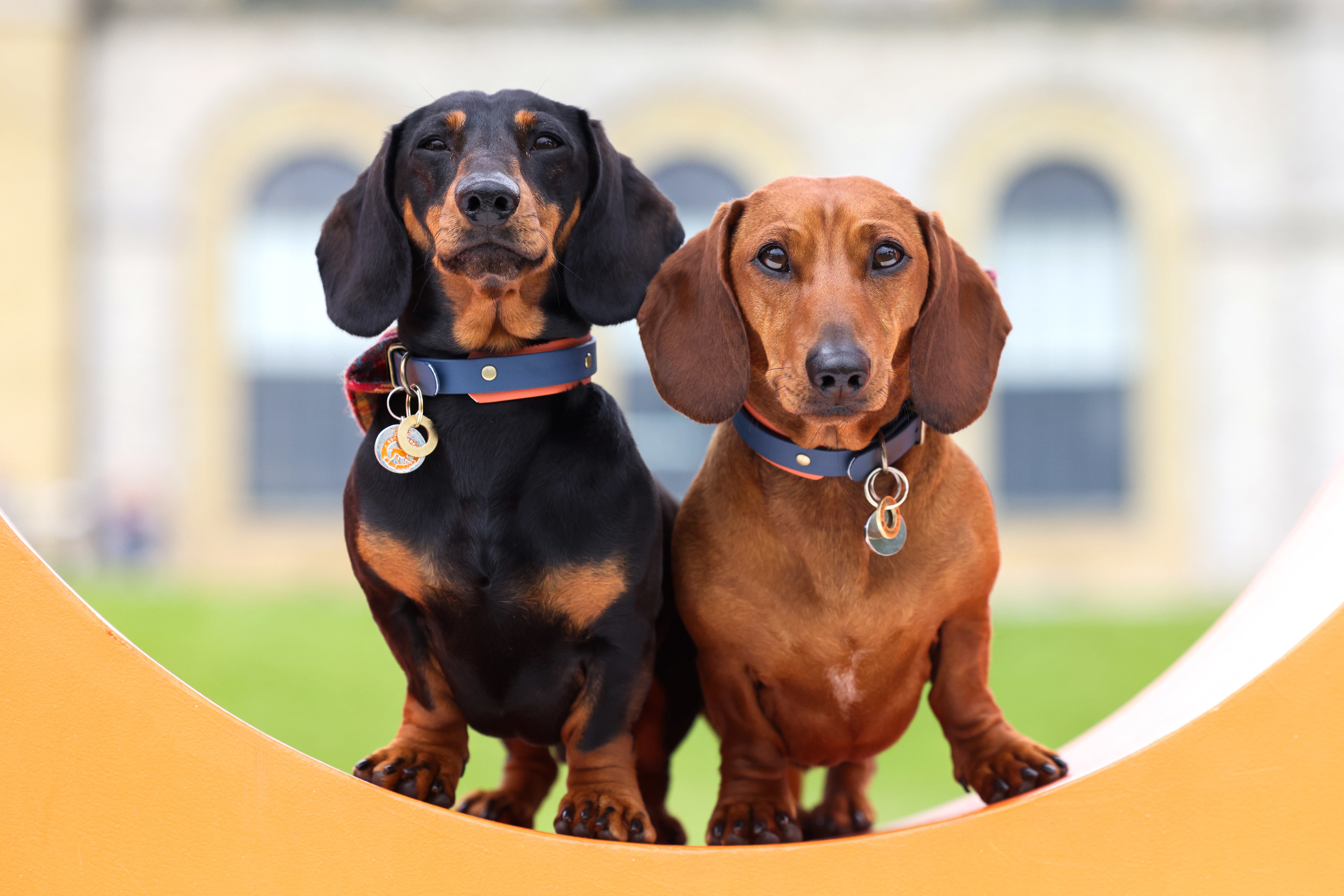 Dogs at Goodwoof 2024 at the Goodwood Estate in Chichester (Matt Alexander Media Assignments/PA)