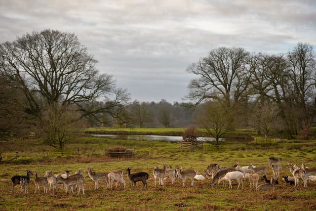 Sir David Attenborough said he had fond memories of visiting Bradgate Park growing up (Jacob King/PA)