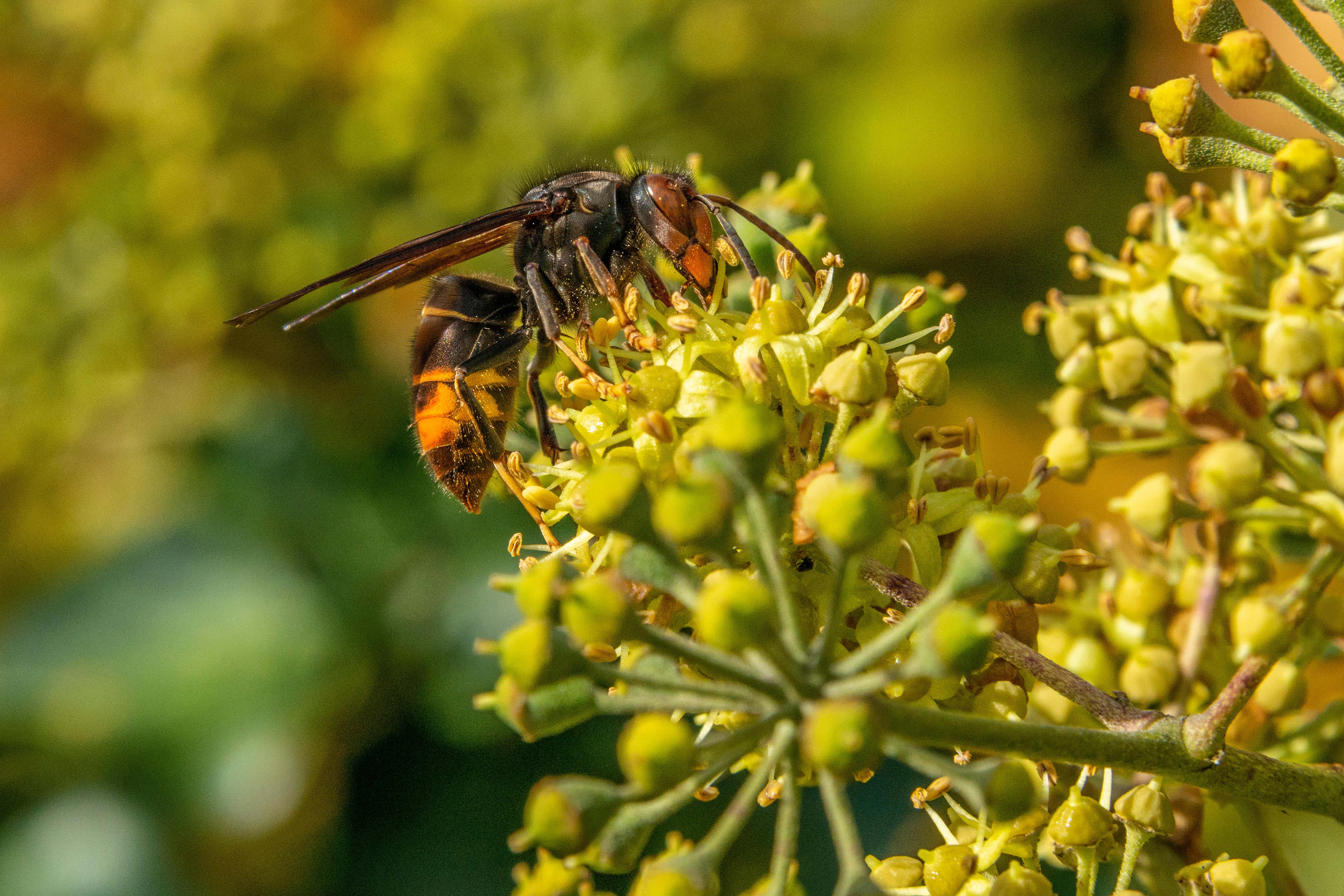 An Asian hornet taking nectar from an ivy flower head