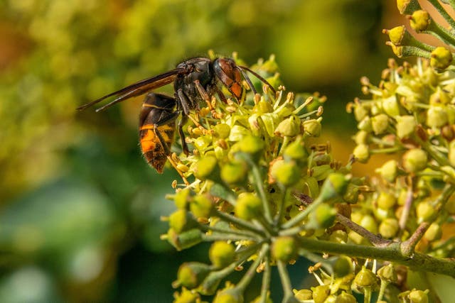 <p>An Asian hornet taking nectar from an ivy flower head</p>