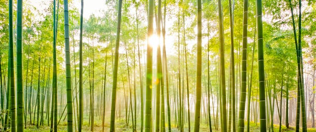 <p>Green washing or green hushing? In 2024, the landscape of corporate sustainability is a complex one</p>