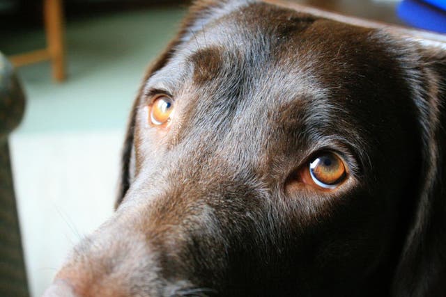 <p>Según un estudio, los perros pueden no haber desarrollado la capacidad de hacer la mirada “ojos de cachorro” exclusivamente para mejorar la comunicación con los humanos</p>