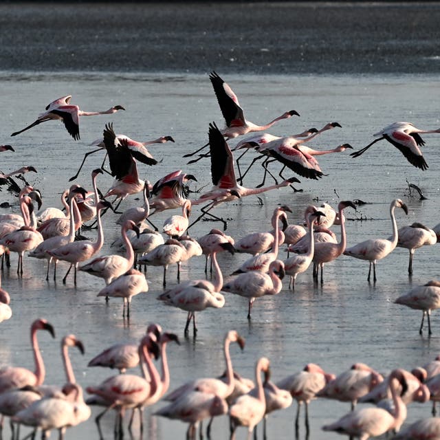 <p>File image: Flamingos flock in a pond in Navi Mumbai in May  </p>