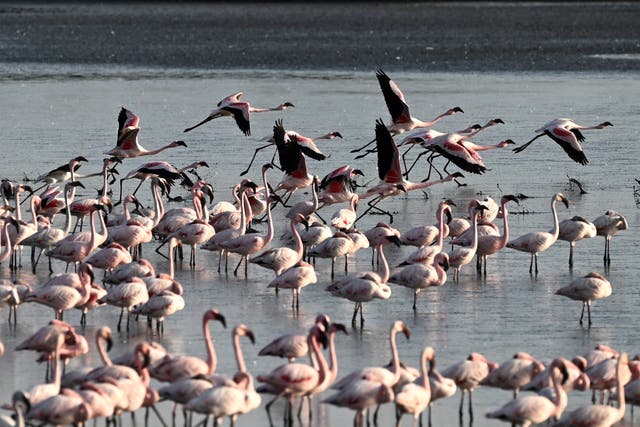 <p>File image: Flamingos flock in a pond in Navi Mumbai in May  </p>