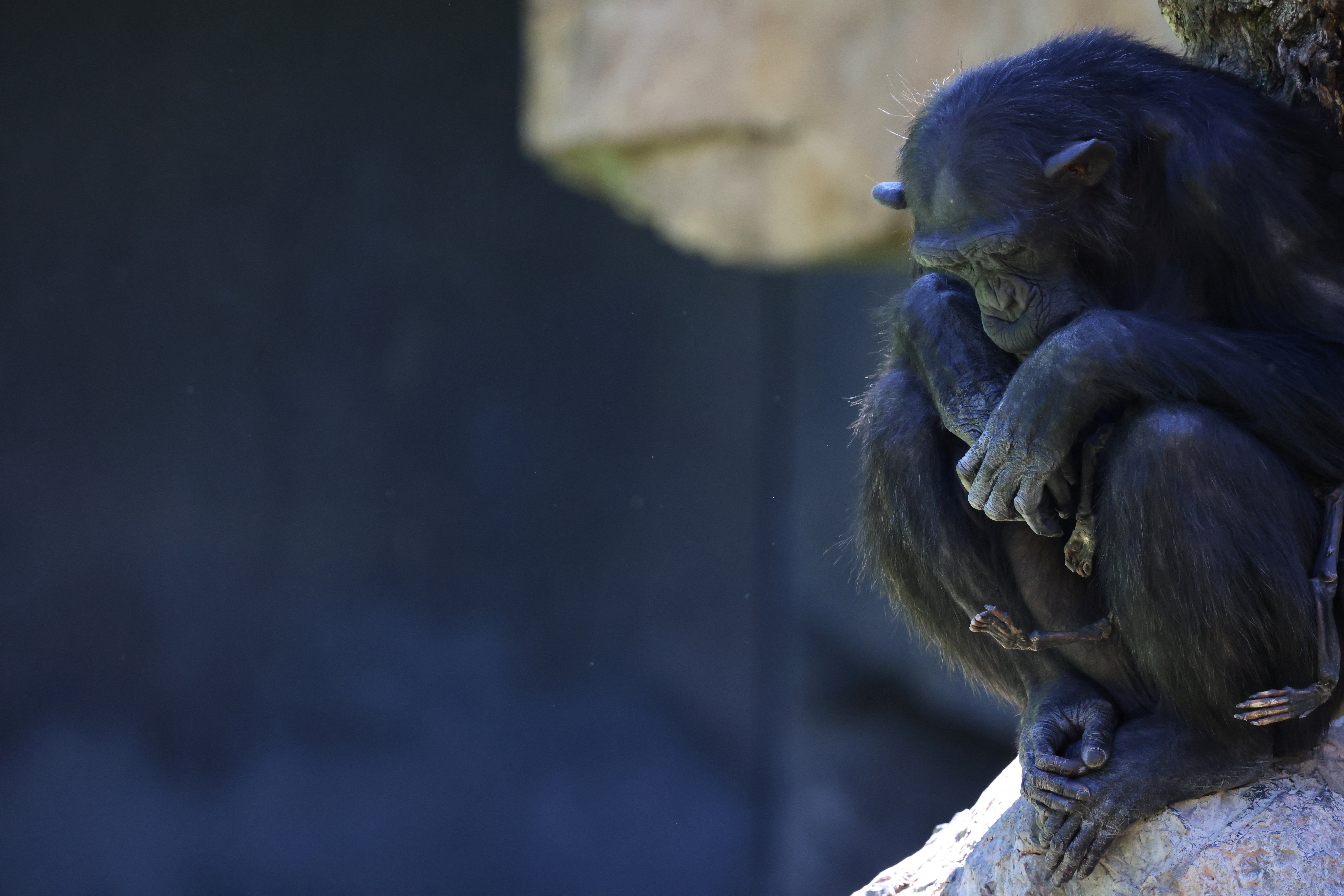 Natalia, a chimpanzee that has carried her dead baby for months, which experts say must be respected and reveals that grieving is not exclusive to humans, looks on as she sits on a rock at Valencia's Bioparc, Spain