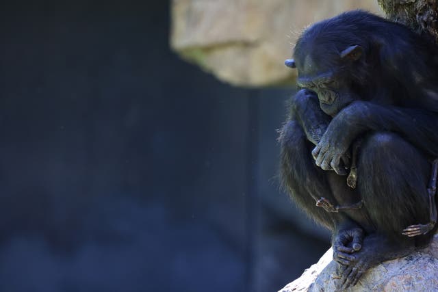 <p>Natalia, a chimpanzee that has carried her dead baby for months, which experts say must be respected and reveals that grieving is not exclusive to humans, looks on as she sits on a rock at Valencia's Bioparc, Spain</p>