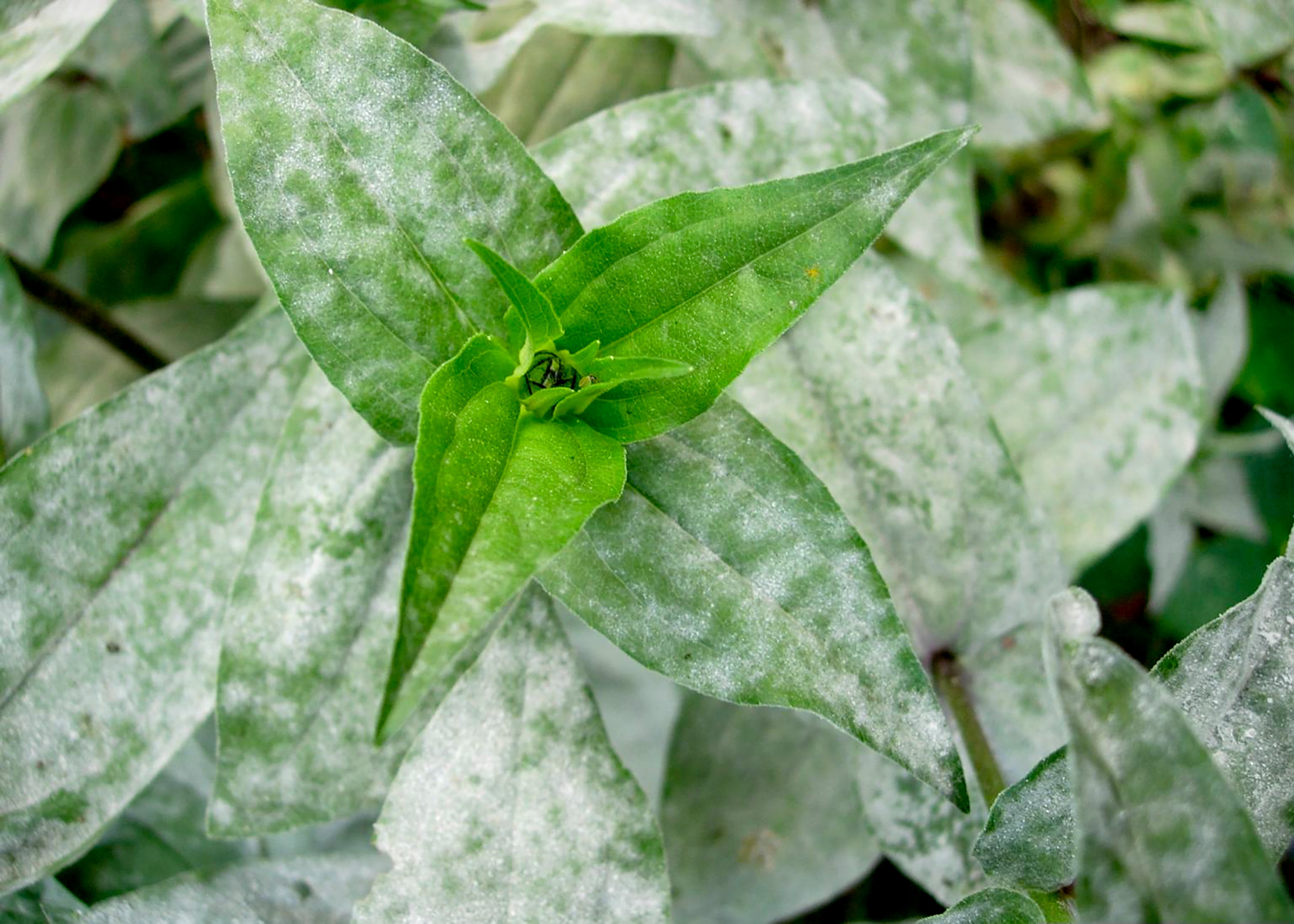 This image provided by Bugwood.org shows powdery mildew symptoms on zinnia foliage