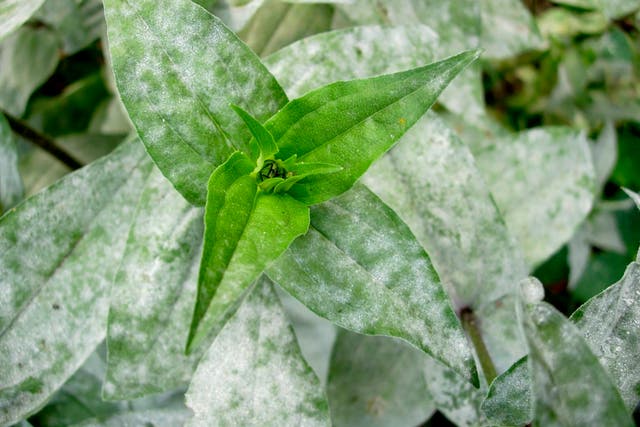 <p>This image provided by Bugwood.org shows powdery mildew symptoms on zinnia foliage</p>