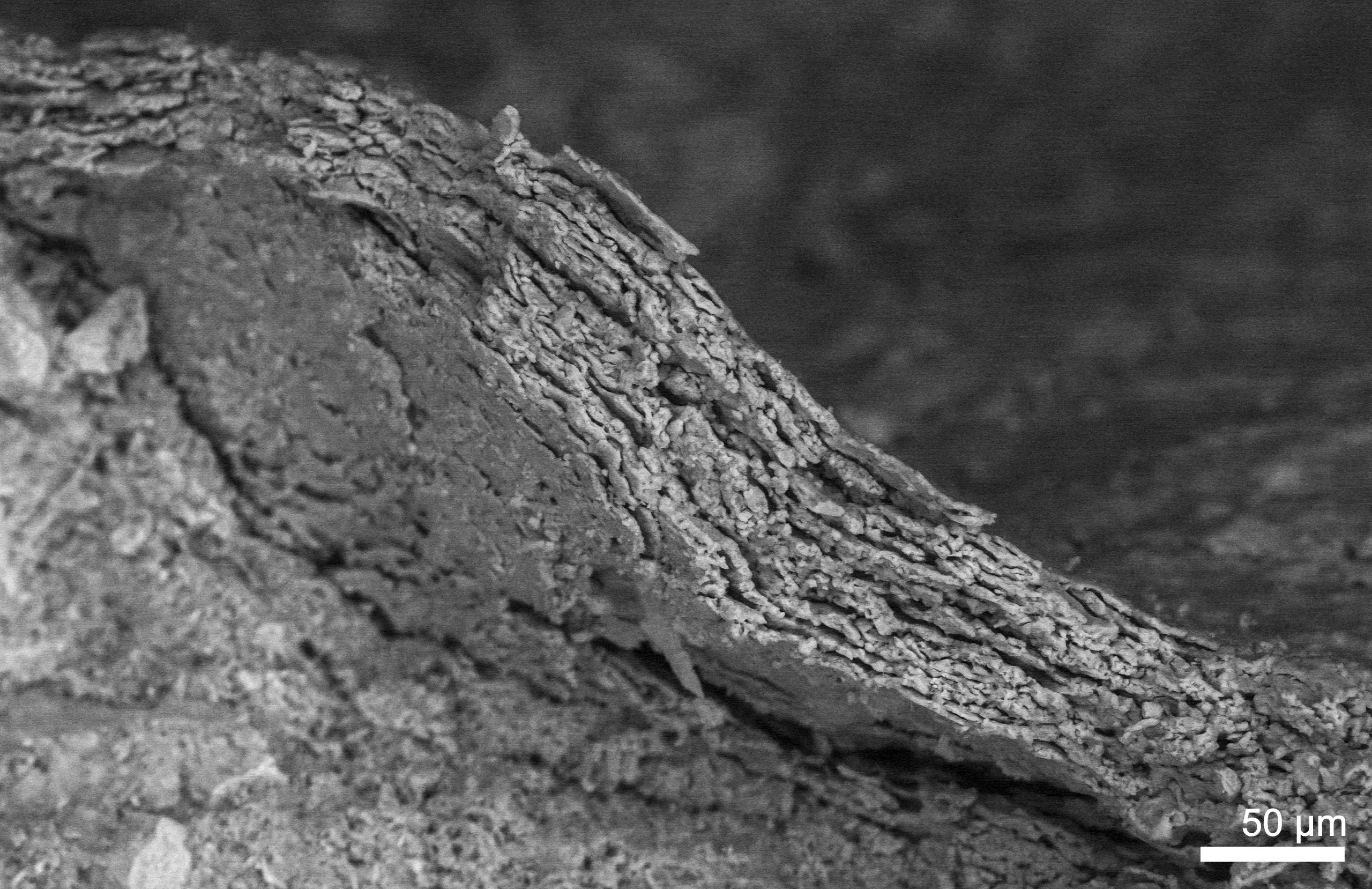 Fossil skin under an electron microscope, showing mineralised cell layers