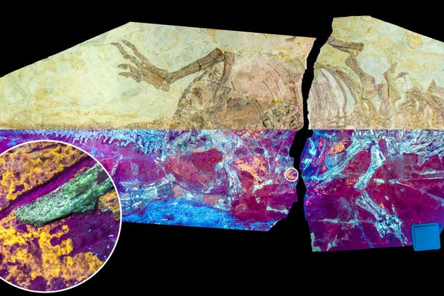 Studied dinosaur specimen under natural (upper half) and UV light (lower half) showing the orange-yellow fluorescence of the fossil skin (University College Cork/PA)