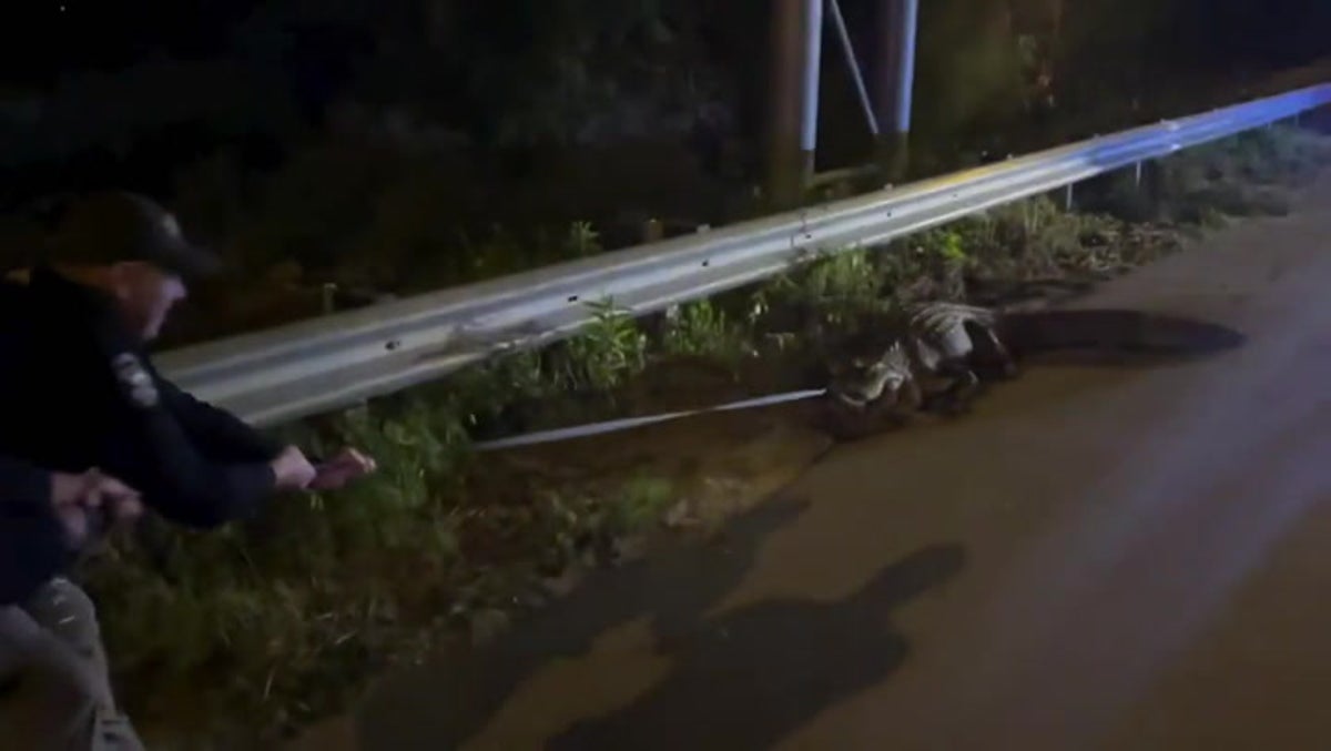 Alligator attempts ‘death roll’ to evade capture on North Carolina highway