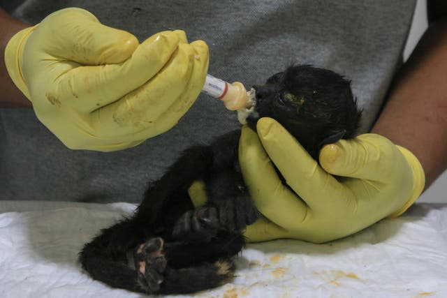<p>A veterinarian feeds a young howler monkey rescued amid extremely high temperatures in Tecolutilla, Tobasco state, Mexico, Tuesday, May 21, 2024</p>